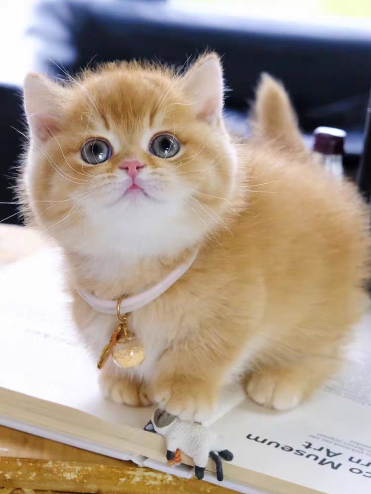猫舍直销,批发价出售,金渐层